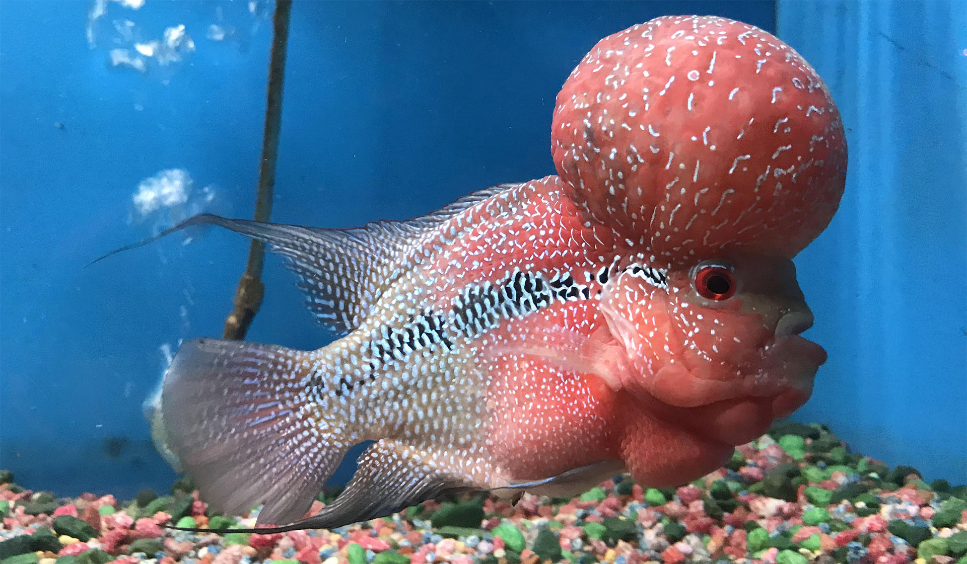 Flowerhorn-cichlid Top 10 Most Beautiful Colorful Fish Types