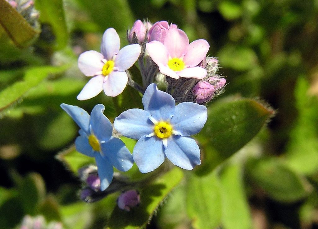 Best 30 Bright Colorful Flowers for Your Garden 81 Forget Me Nots 1 Best 30 Bright Colorful Flowers for Your Garden - 81