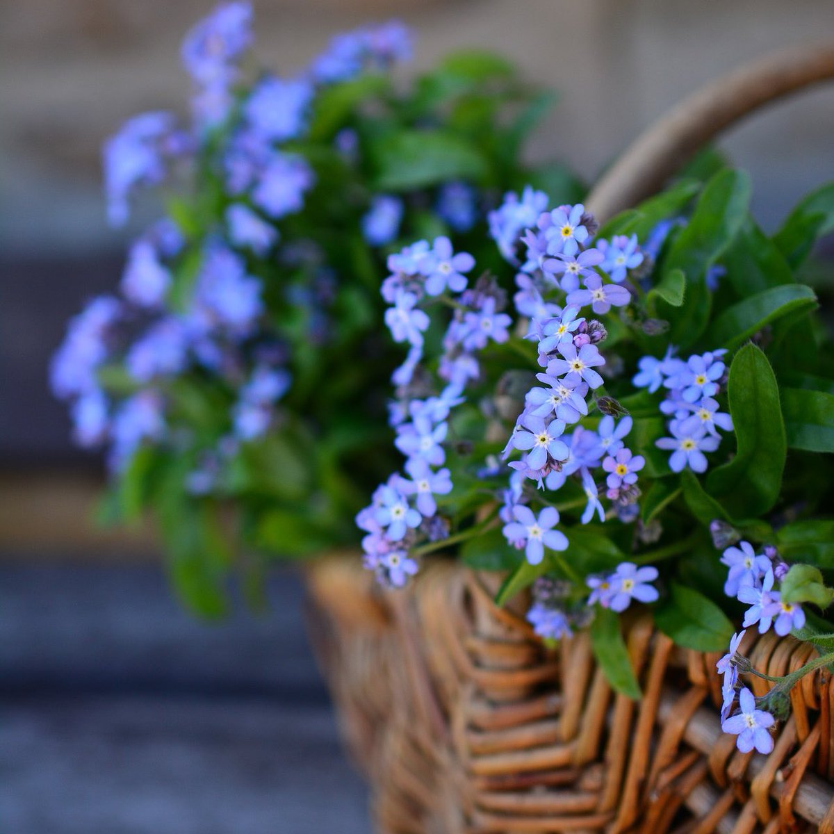 Forget Me Nots 2 Best 30 Bright Colorful Flowers for Your Garden - 83