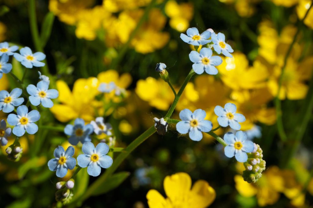Best 30 Bright Colorful Flowers for Your Garden 82 Forget Me Nots. Best 30 Bright Colorful Flowers for Your Garden - 82