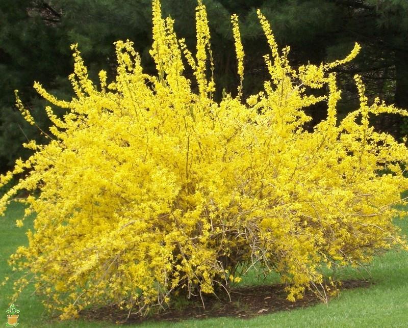 Forsythia 1 Best 30 Bright Colorful Flowers for Your Garden - 86