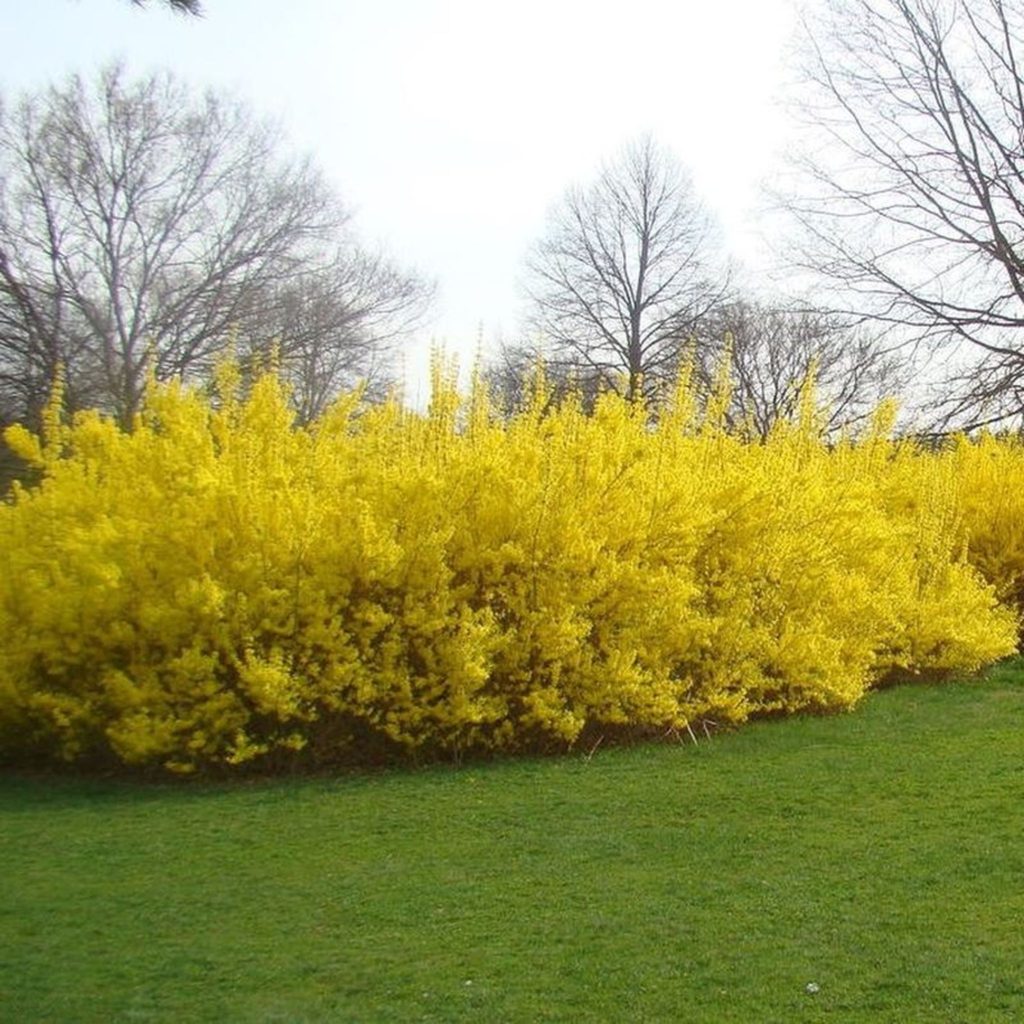 Best 30 Bright Colorful Flowers for Your Garden 85 Forsythia Best 30 Bright Colorful Flowers for Your Garden - 85