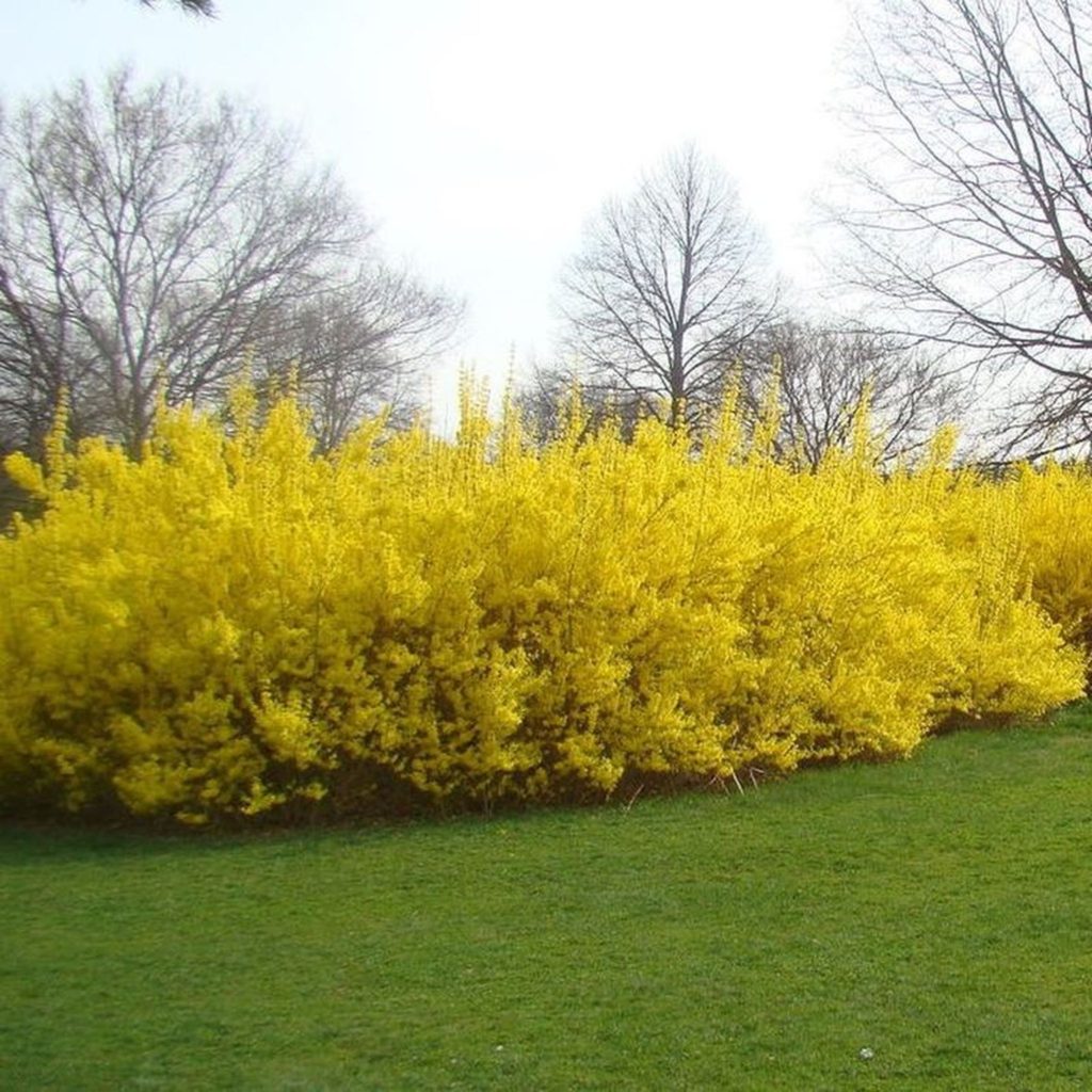 Forsythia Best 30 Bright Colorful Flowers for Your Garden - 85