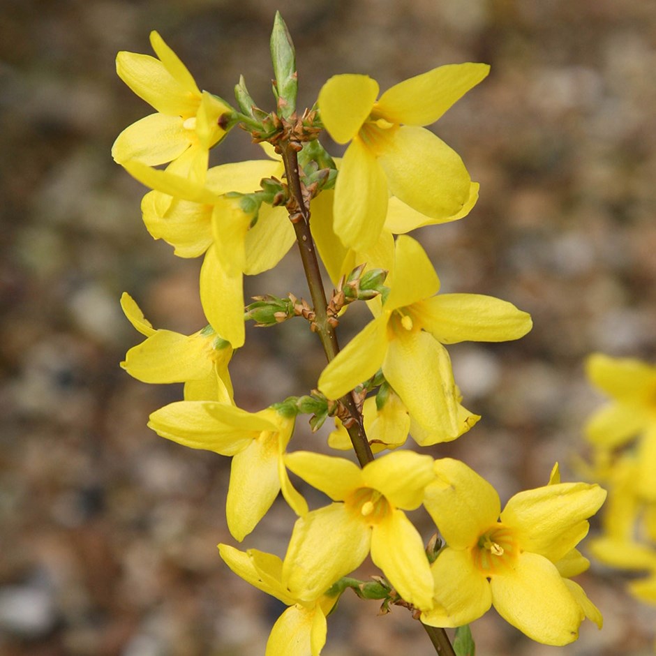 Best 30 Bright Colorful Flowers for Your Garden 84 Forsythia. Best 30 Bright Colorful Flowers for Your Garden - 84