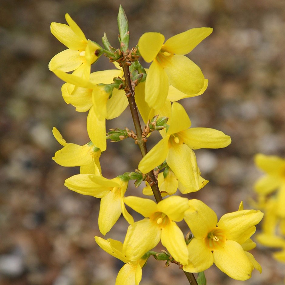 Forsythia. Best 30 Bright Colorful Flowers for Your Garden - 84