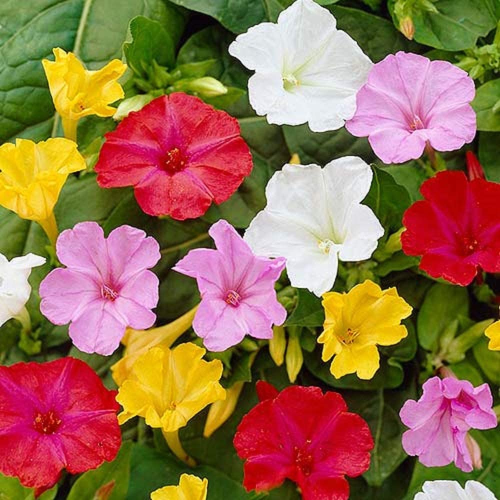 Top 10 Flowers that Bloom at Night 22 Four Oclock Flower 1 Top 10 Flowers that Bloom at Night - 22