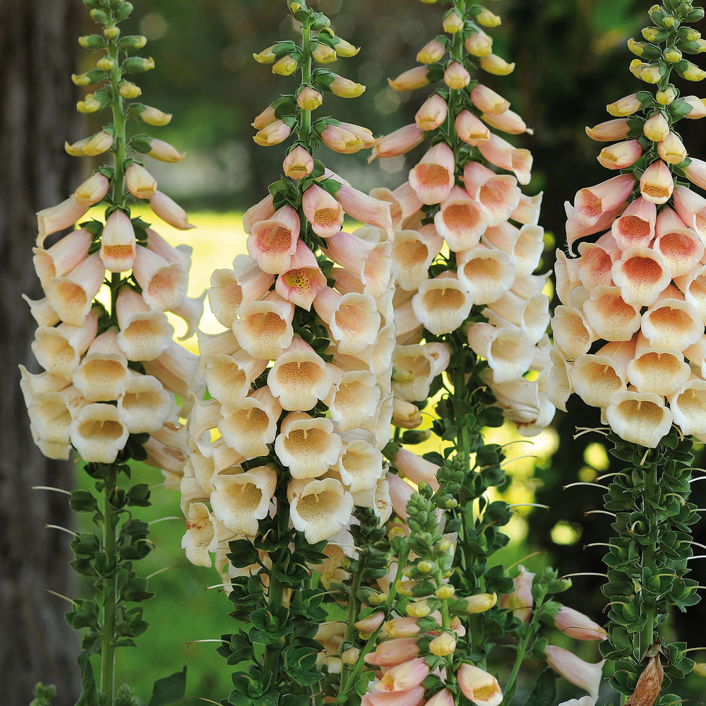 Best 30 Bright Colorful Flowers for Your Garden 24 Foxgloves 1 Best 30 Bright Colorful Flowers for Your Garden - 24