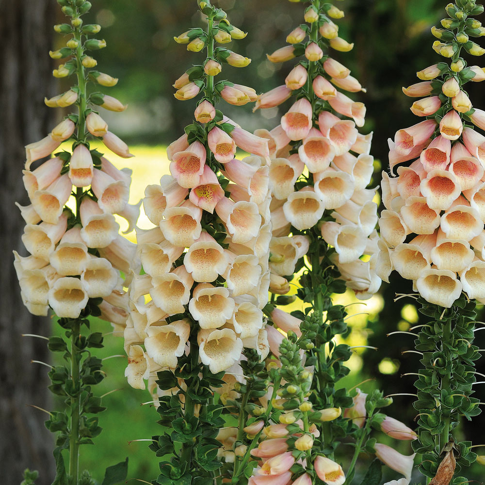 Foxgloves 1 Best 30 Bright Colorful Flowers for Your Garden - 24