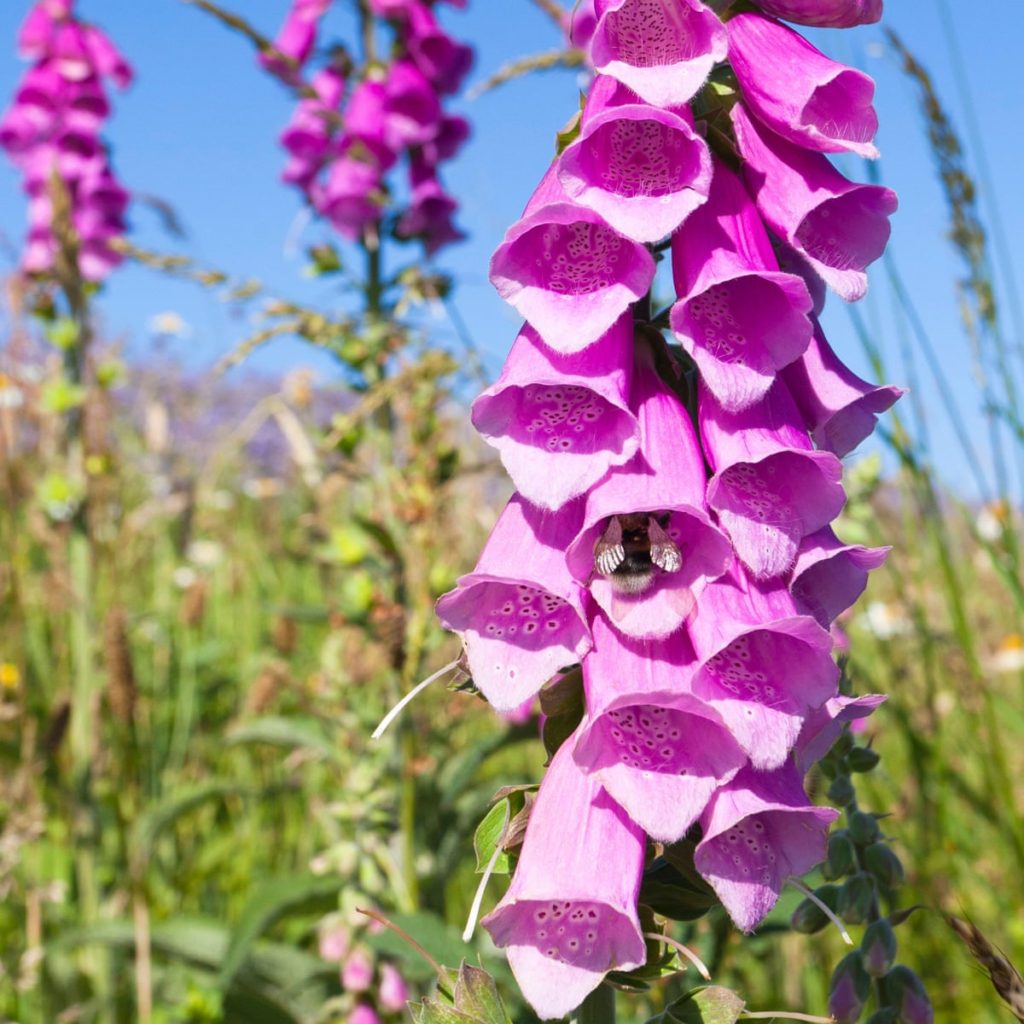 Foxgloves Best 30 Bright Colorful Flowers for Your Garden - 23