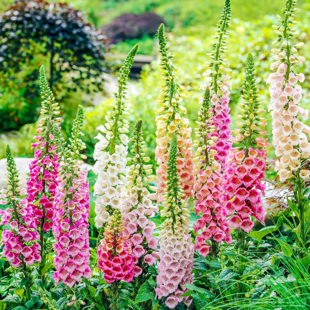 Foxgloves.. Best 30 Bright Colorful Flowers for Your Garden