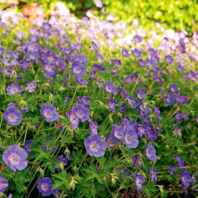 Geranium ‘Rozanne 1 Top 10 Flowers that Bloom All Summer - 8