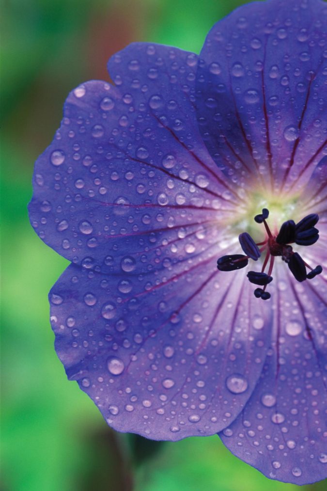 Top 10 Flowers that Bloom All Summer 5 Geranium ‘Rozanne Top 10 Flowers that Bloom All Summer - 5