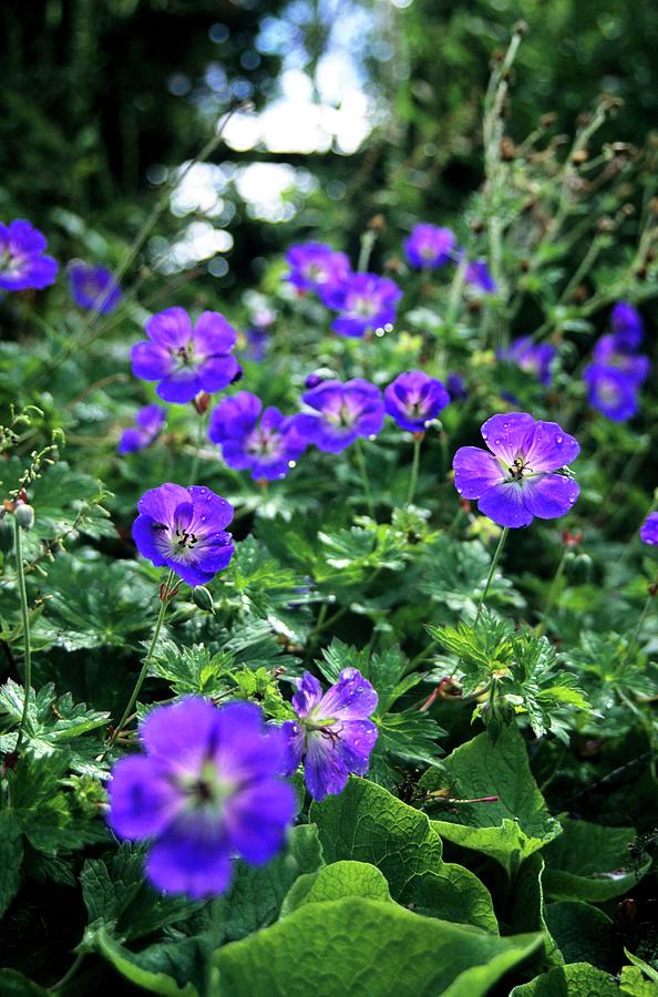 Geranium-‘Rozanne. Top 10 Flowers that Bloom All Summer