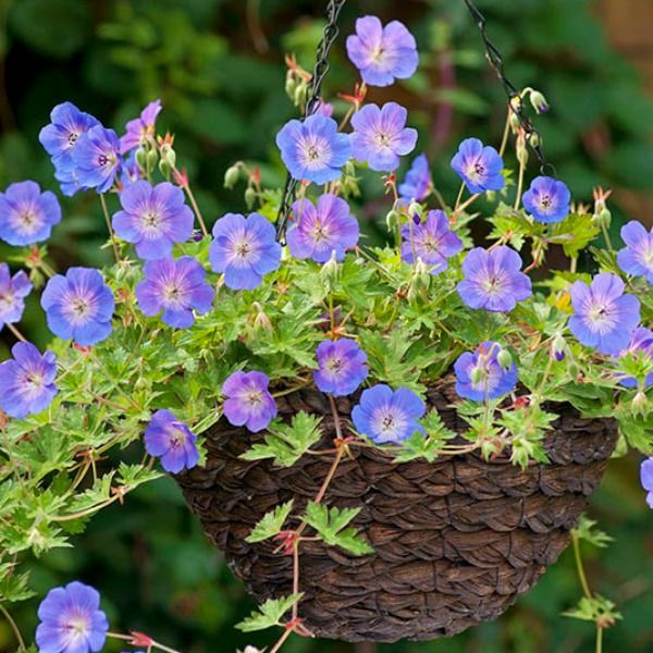 Top 10 Flowers that Bloom All Summer 6 Geranium ‘Rozanne Top 10 Flowers that Bloom All Summer - 6