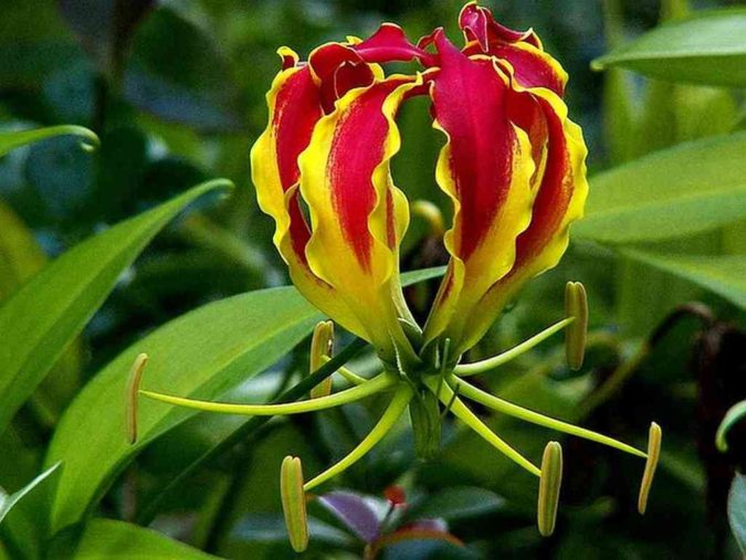 Gloriosa Lily 4 Top 10 Most Expensive Flowers in The World - 14