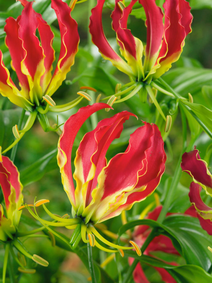 Gloriosa Lily. Top 10 Most Expensive Flowers in The World - 16
