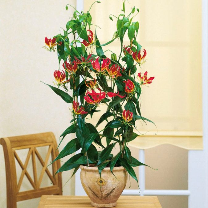 Gloriosa Lily.. Top 10 Most Expensive Flowers in The World - 17