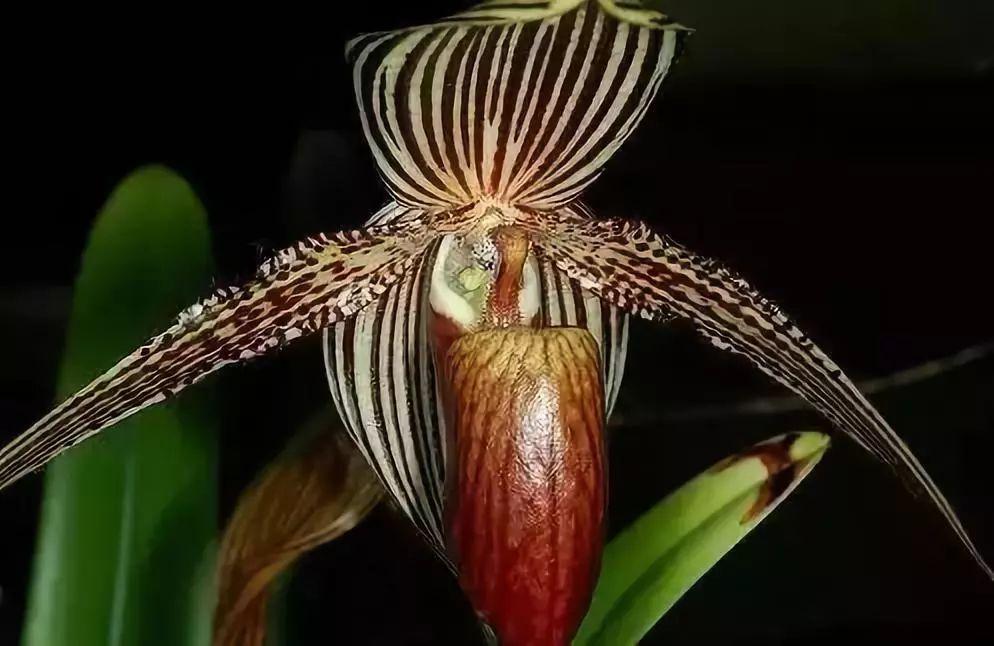 Gold-of-Kinabalu-Orchid Top 10 Most Expensive Flowers in The World