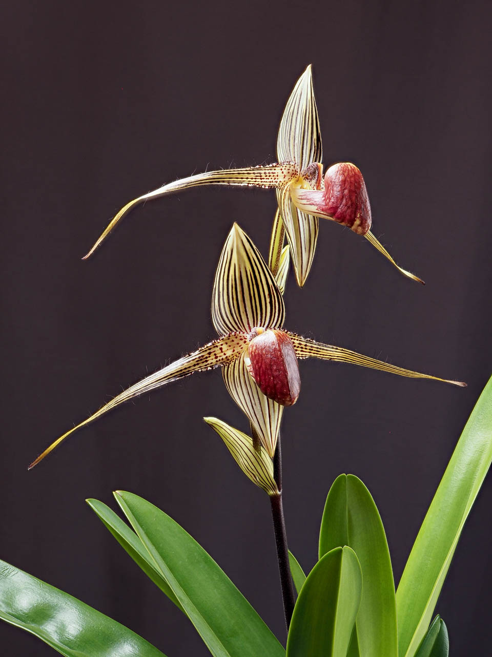 Gold-of-Kinabalu-Orchid Top 10 Most Expensive Flowers in The World