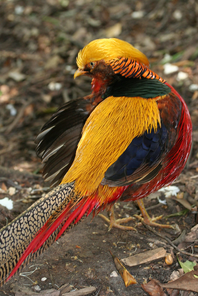 Golden Pheasant. 1 Top 20 Most Beautiful Colorful Birds in The World - 16