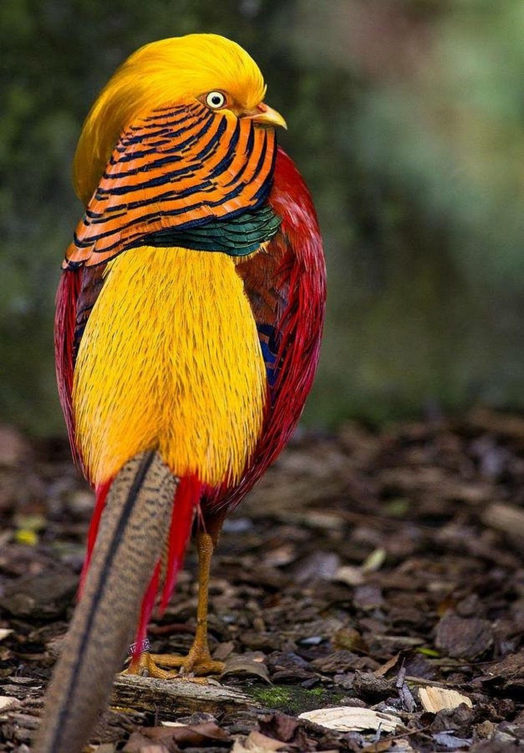 Golden-Pheasant.-1024x1470 Top 20 Most Beautiful Colorful Birds in The World