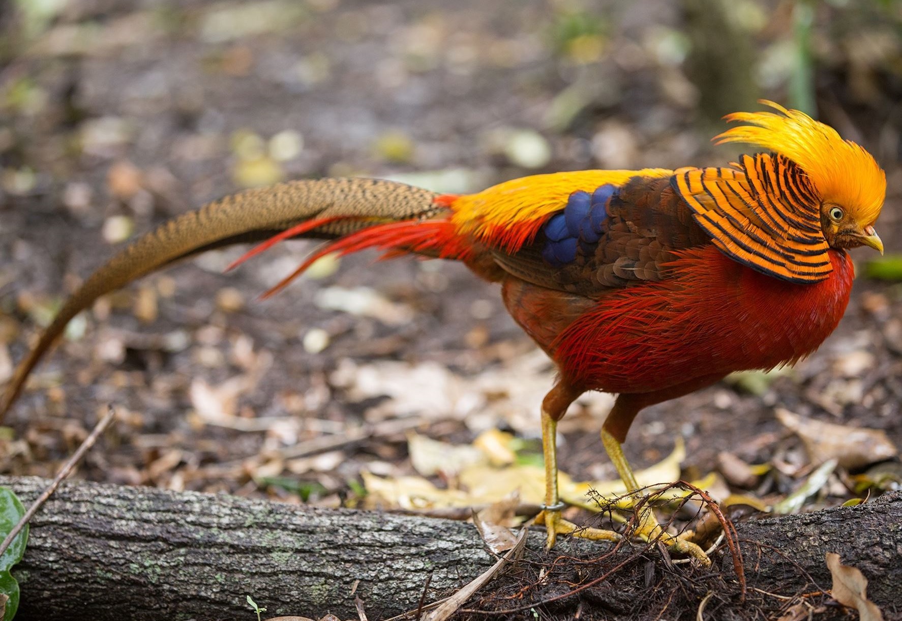 Golden Pheasant Top 20 Most Beautiful Colorful Birds in The World - 15