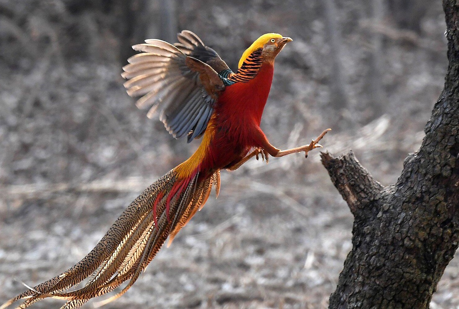 Golden Pheasant Top 20 Most Beautiful Colorful Birds in The World - 15