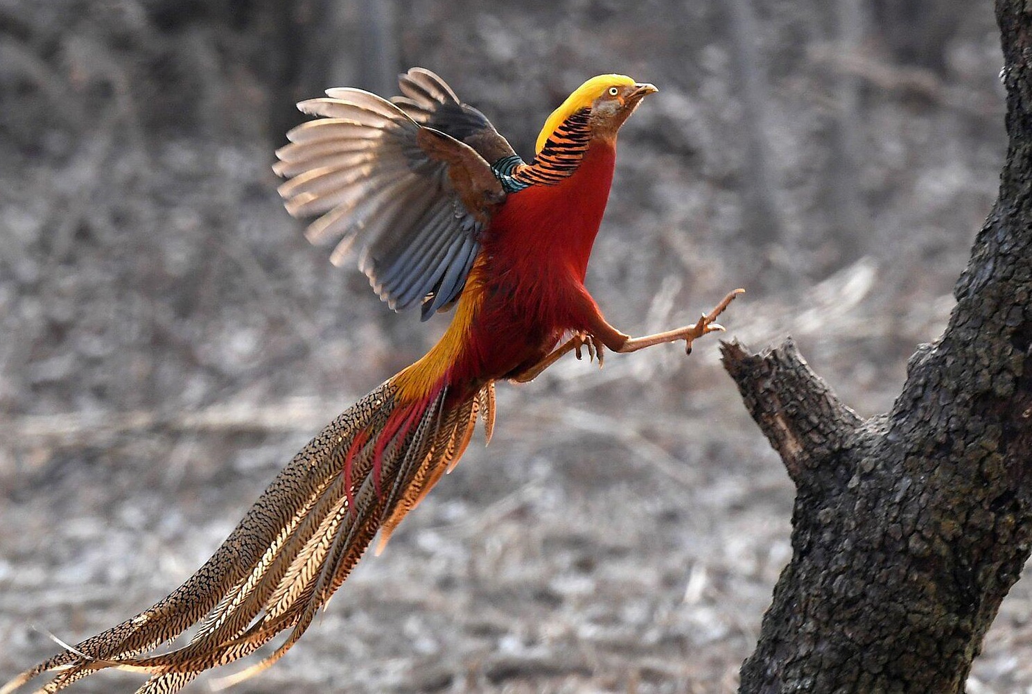 Golden-Pheasant Top 20 Most Beautiful Colorful Birds in The World