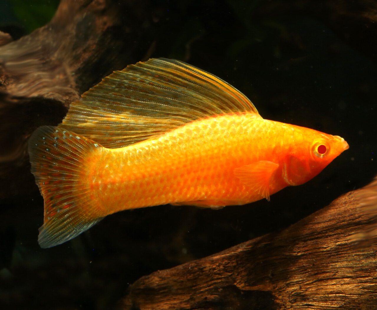 Golden sailfin molly 1 Top 10 Most Beautiful Colorful Fish Types - 33