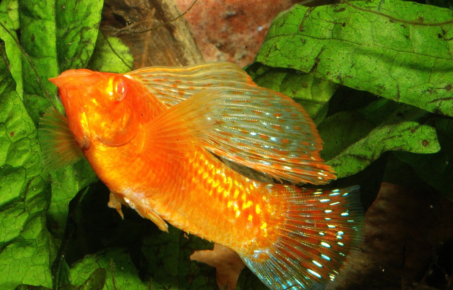 Golden-sailfin-molly.. Top 10 Most Beautiful Colorful Fish Types