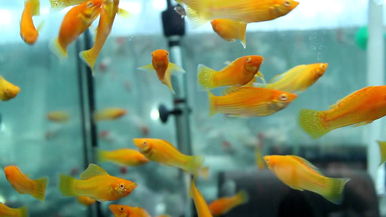 Top 10 Most Beautiful Colorful Fish Types 35 Golden sailfin molly. Top 10 Most Beautiful Colorful Fish Types - 35
