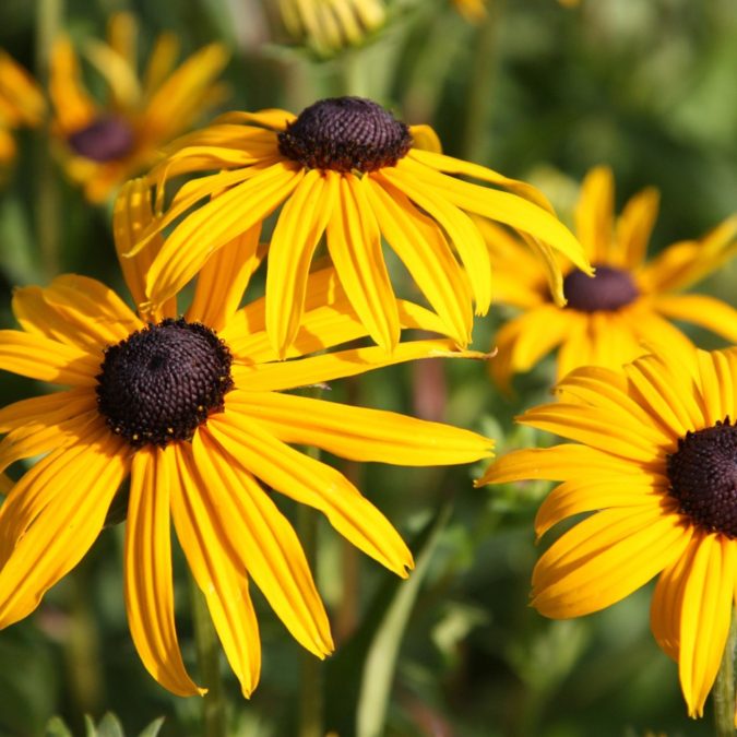 Top 10 Flowers that Bloom All Summer 30 Goldsturm Top 10 Flowers that Bloom All Summer - 30