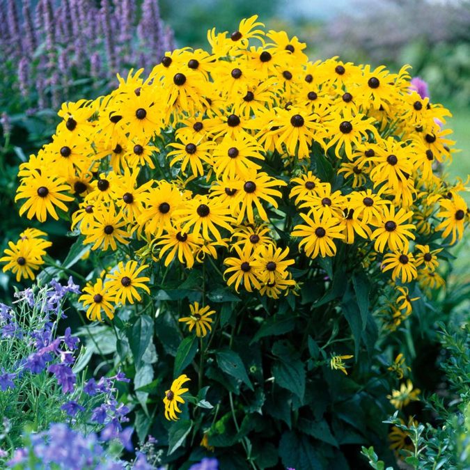 Top 10 Flowers that Bloom All Summer 31 Goldsturm. Top 10 Flowers that Bloom All Summer - 31