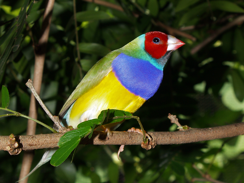 Gouldian-Finch-1 Top 20 Most Beautiful Colorful Birds in The World