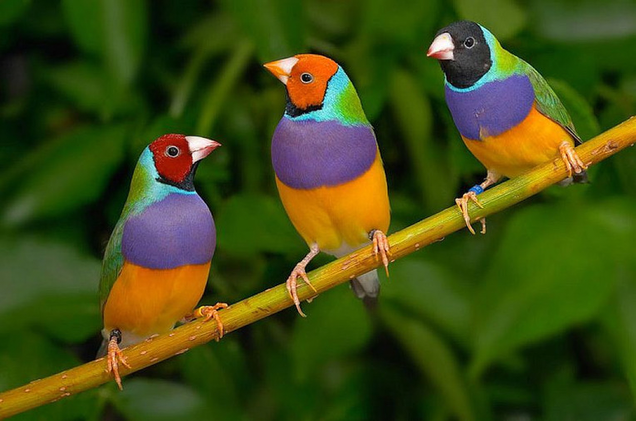 Gouldian-Finch.-1 Top 20 Most Beautiful Colorful Birds in The World