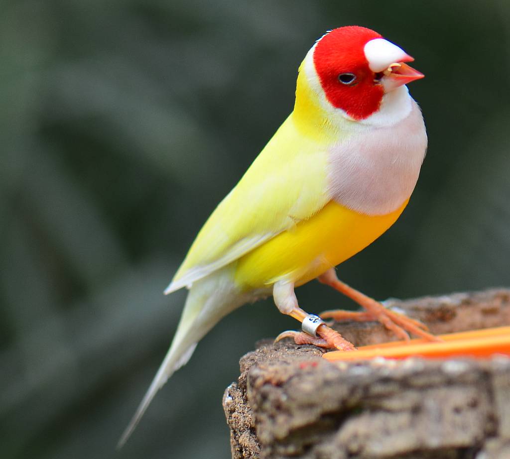 Gouldian-Finch.. Top 20 Most Beautiful Colorful Birds in The World