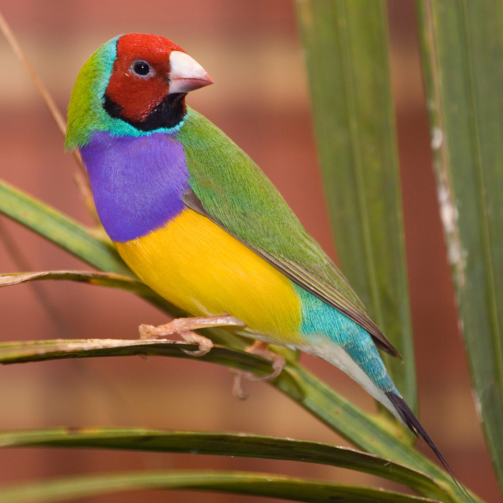 Gouldian-Finch. Top 20 Most Beautiful Colorful Birds in The World