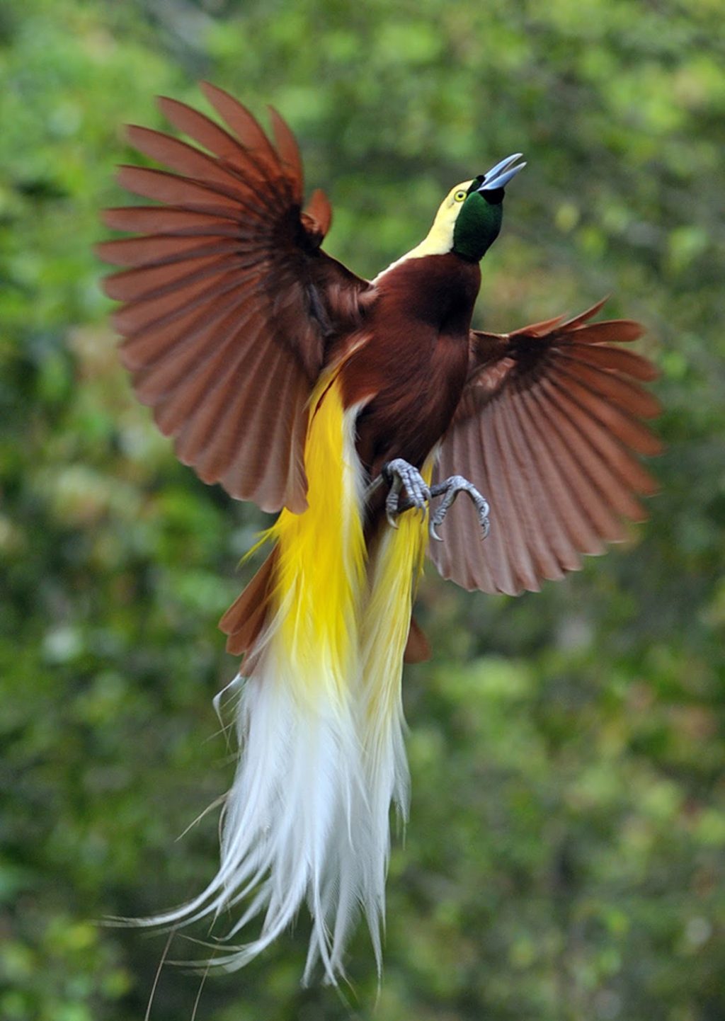 Greater bird of paradise 3 Top 20 Most Beautiful Colorful Birds in The World - 68
