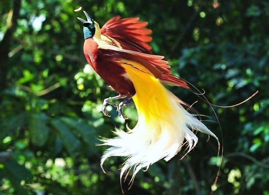 Greater-bird-of-paradise.-1 Top 20 Most Beautiful Colorful Birds in The World