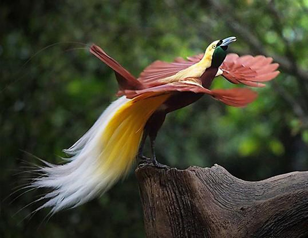 Greater-bird-of-paradise.-2 Top 20 Most Beautiful Colorful Birds in The World