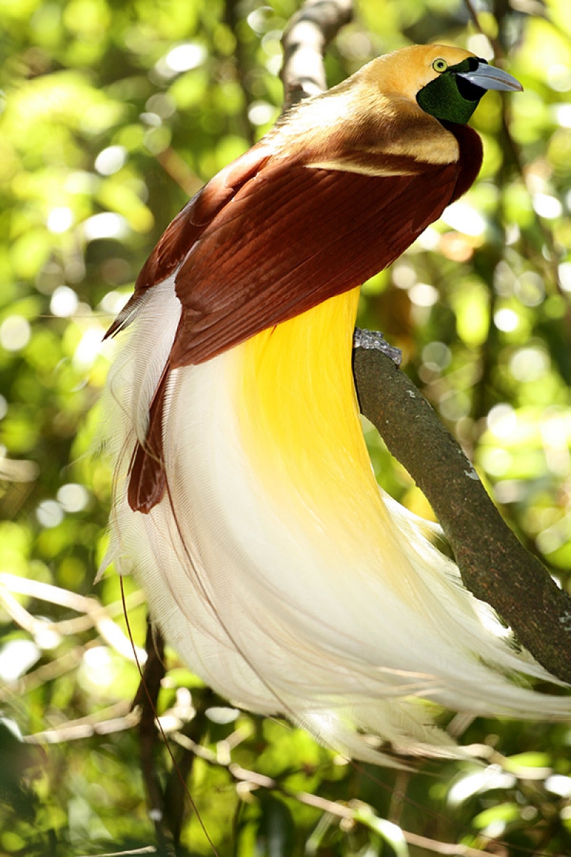 Greater-bird-of-paradise. Top 20 Most Beautiful Colorful Birds in The World