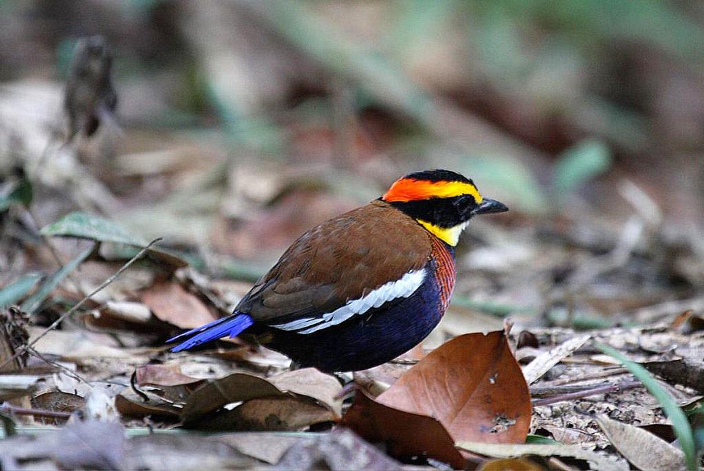 Gurneys-pitta.. Top 20 Most Beautiful Colorful Birds in The World