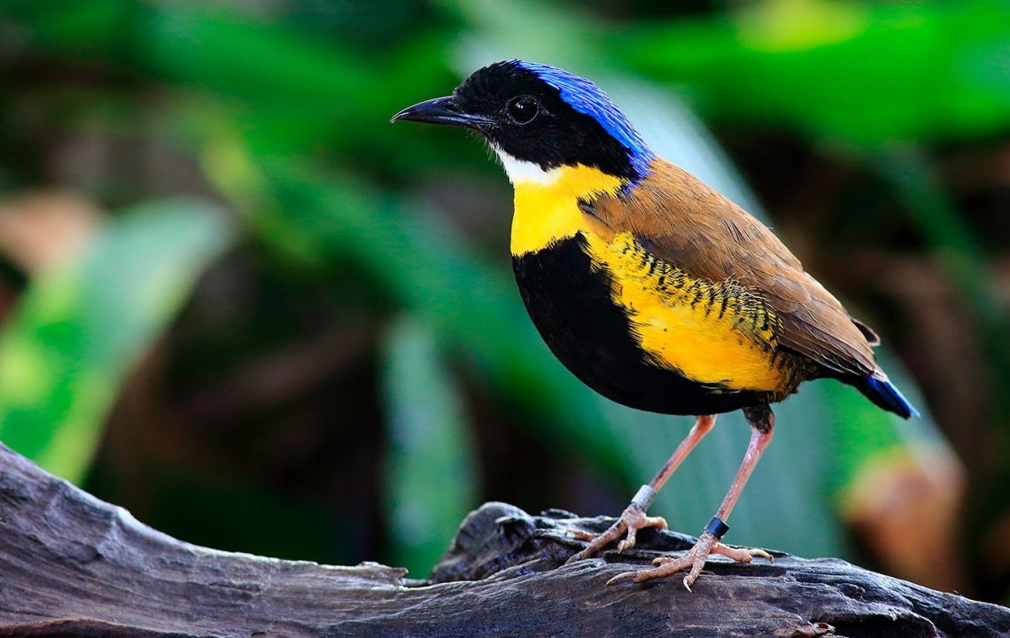 Gurneys-pitta Top 20 Most Beautiful Colorful Birds in The World