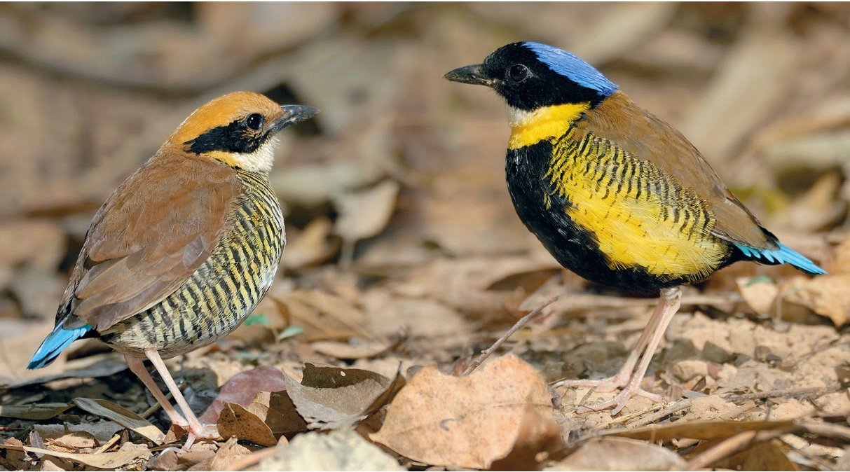 Gurneys-pitta Top 20 Most Beautiful Colorful Birds in The World