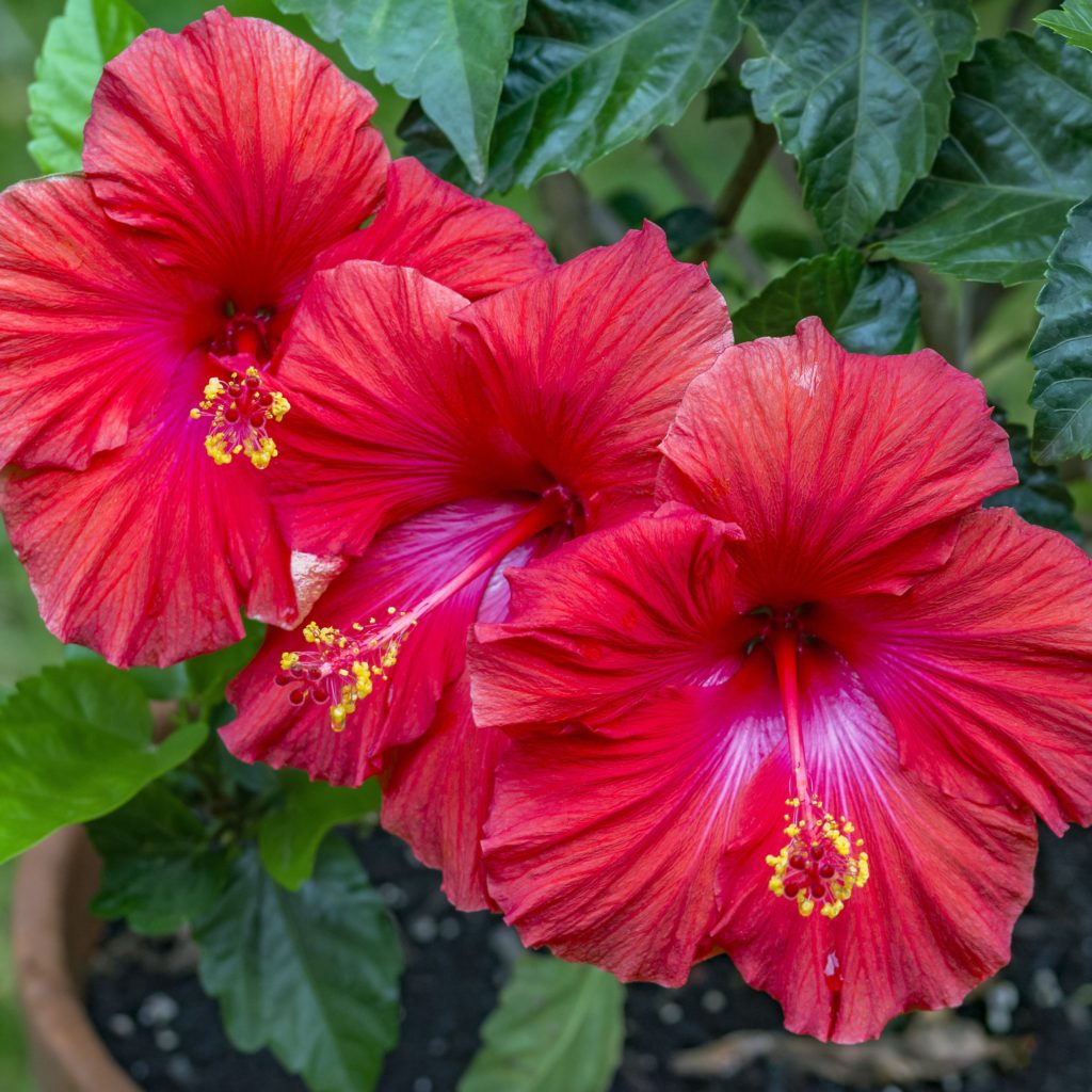 Best 30 Bright Colorful Flowers for Your Garden 57 Hibiscus Best 30 Bright Colorful Flowers for Your Garden - 57