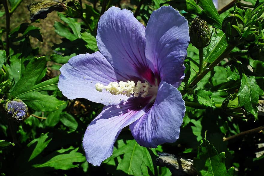 Best 30 Bright Colorful Flowers for Your Garden 56 Hibiscus Flowers 3 Best 30 Bright Colorful Flowers for Your Garden - 56