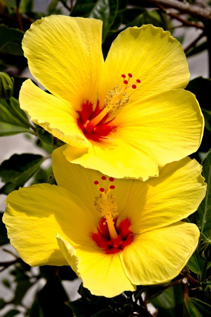 Hibiscus Flowers Best 30 Bright Colorful Flowers for Your Garden - 55