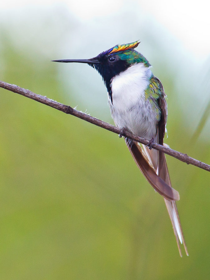 Horned Sungem 1 Top 20 Most Beautiful Colorful Birds in The World - 39