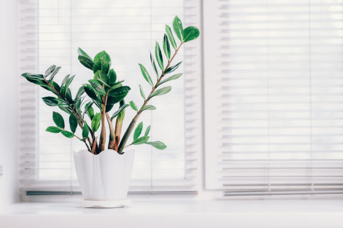 Why Houseplants Are This Year’s Best Birthday Gifts 9 Houseplants 8 Why Houseplants Are This Year’s Best Birthday Gifts - 9