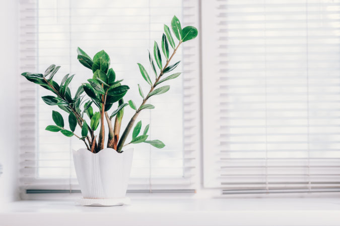 Houseplants 8 Why Houseplants Are This Year’s Best Birthday Gifts - 9